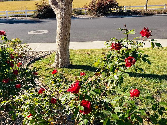 front yard private view