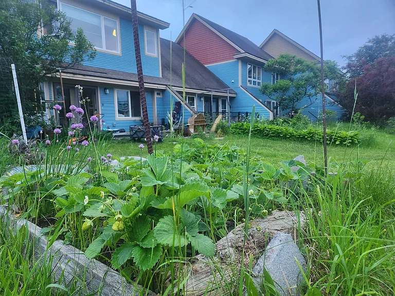 Back yard