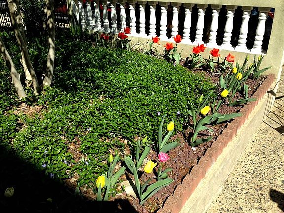 Tulips in spring