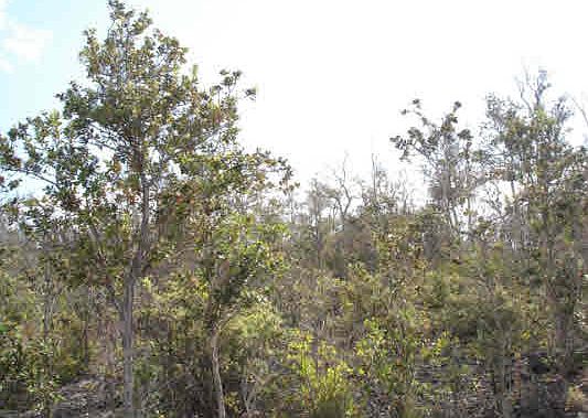 2nd image of Orchid Pkwy Lot 6