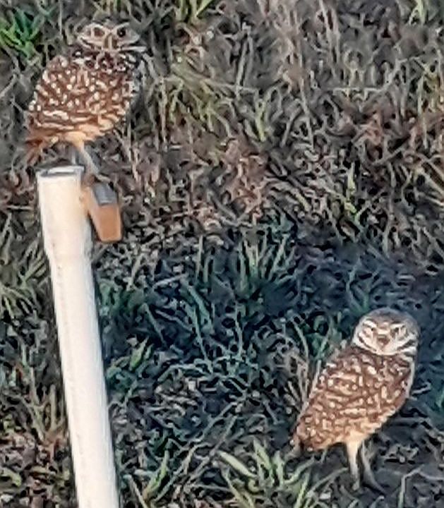 Burrowing Owls 