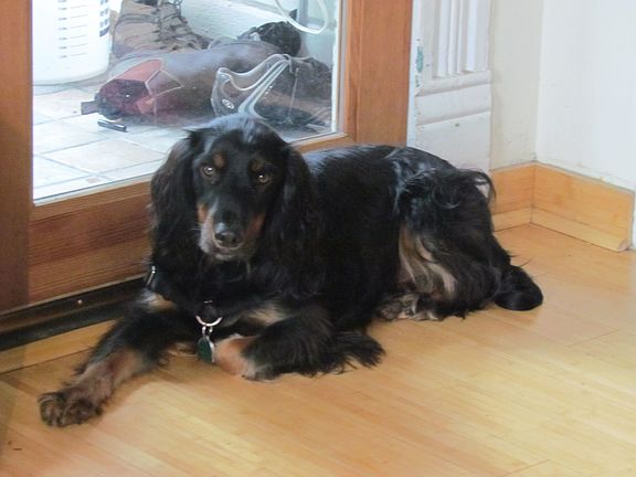 dog