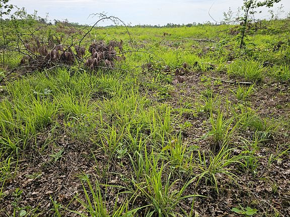 This fresh vegetation provides protein rich browse for deer and bugging areas for turkey poults.