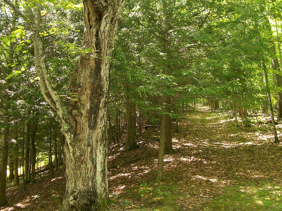 1st image of Molly Nye Road
