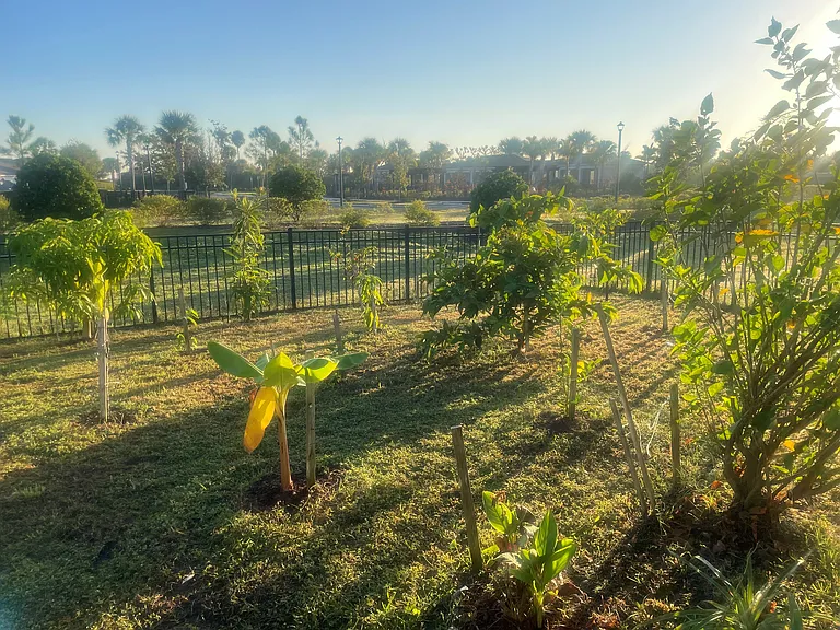 Backyard