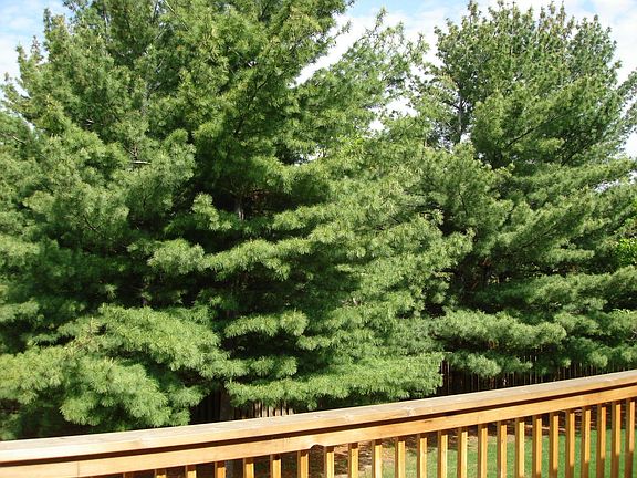 View from deck of mature trees