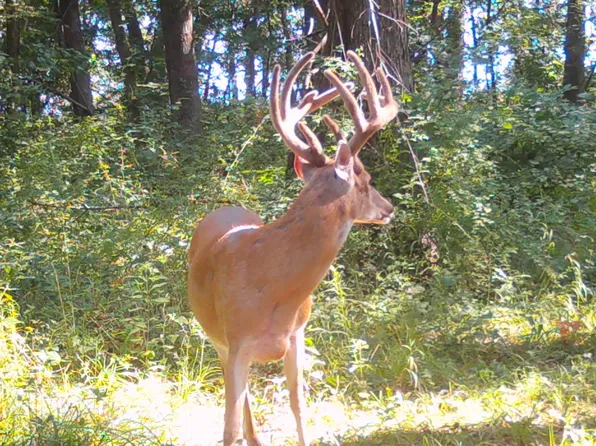 County Rd #9, Luray, MO 63453