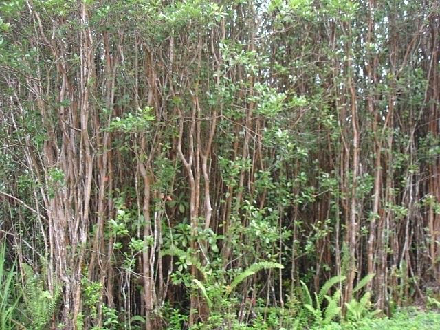 1st image of Lehua St Lot 7092
