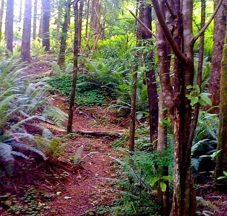 Backyard Trail