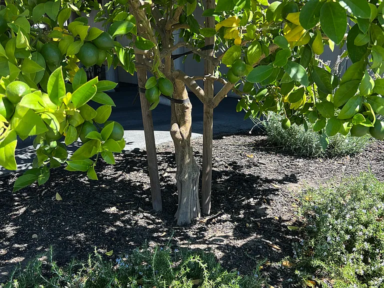 Olive Tree Apartments — Photo 25