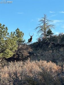 4040 Bell Mountain Dr, Castle Rock, CO, 80104