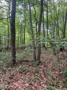 0 Sand Rock Rd, Huntingdon, PA, 16652