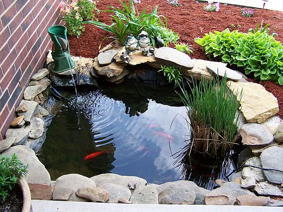 Koi Pond with 13 Koi