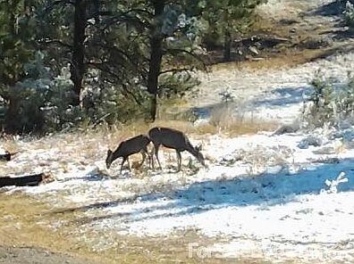 Deer
						:
						Front yard of main house