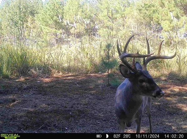 309 Miller Rd, Prentiss, MS 39474