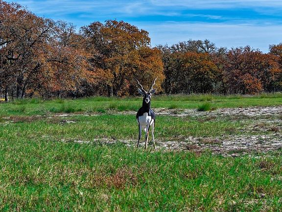 Wright Ranch 100 Acre Ranch For Sale Guadalupe County Image 1