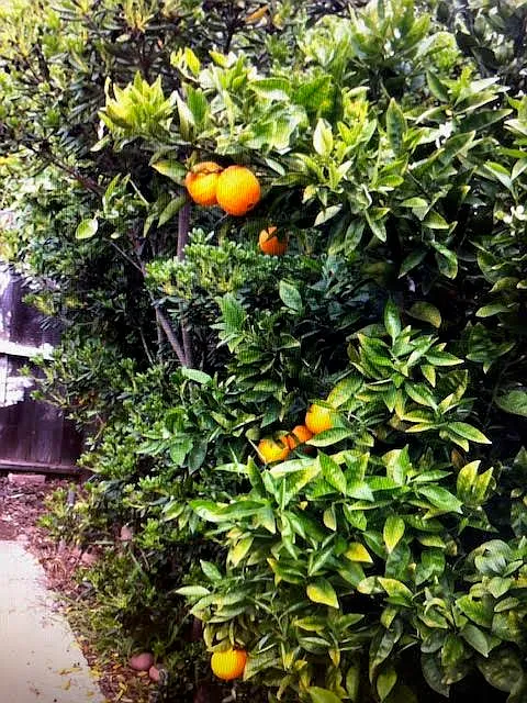 Henderson Ave, Menlo Park — Photo 2