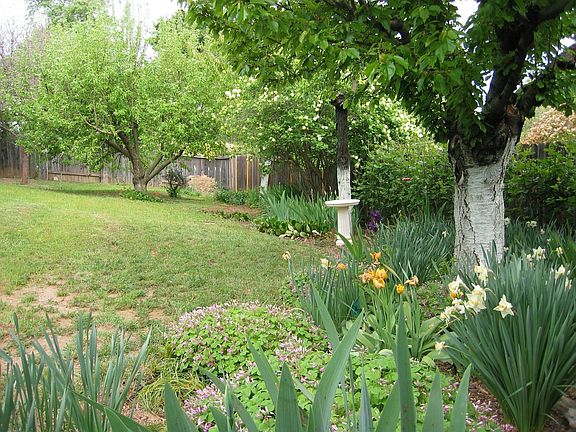 Back yard with fruit trees