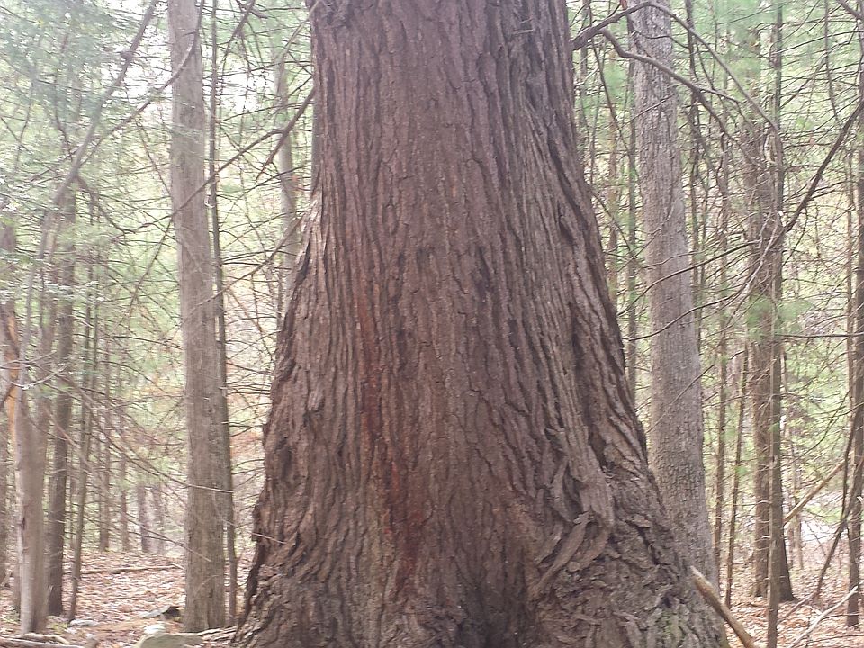 2nd image of 116 Spring Run Rd