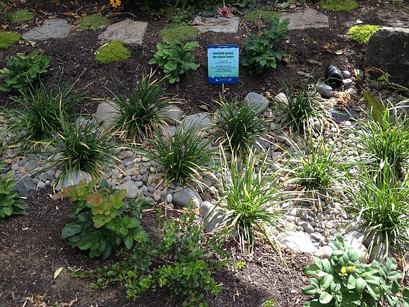 Front rain garden