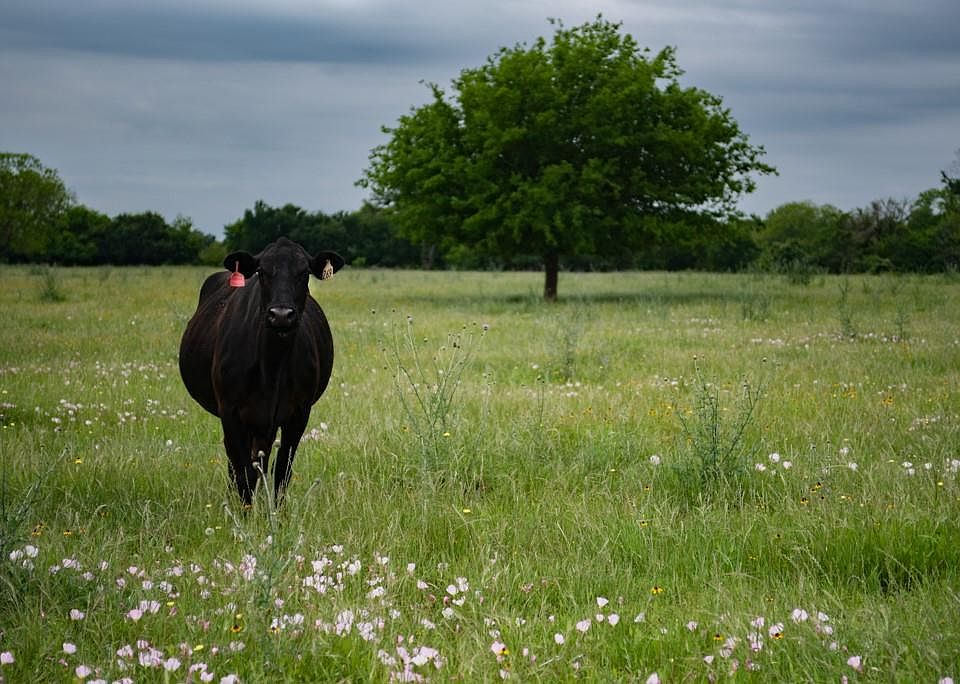 1788 County Road 444, Snook, TX 77878 MLS 74974788 Zillow