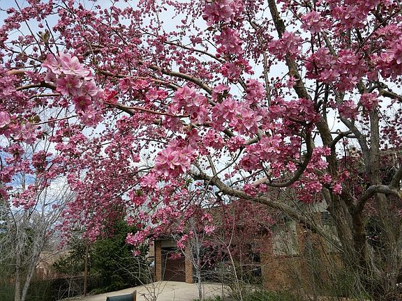 Gorgeous Crabapple Trees