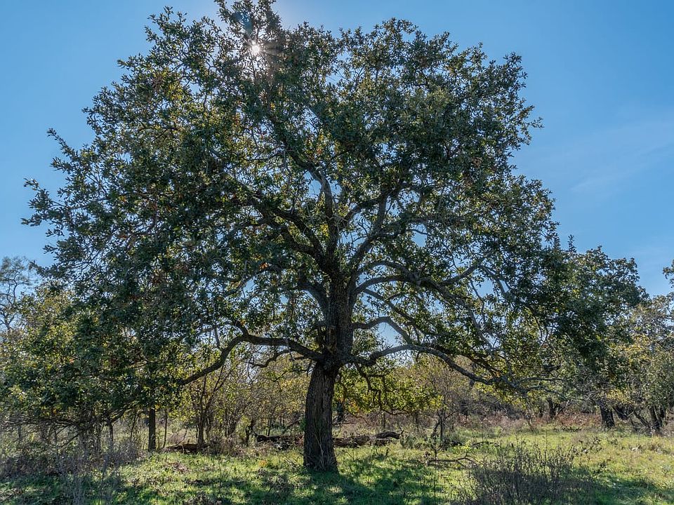 Large Trees and Homesites Available For Sale with Owner Financing in Comanche County Land