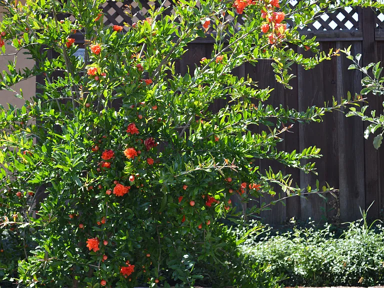 Fruit trees