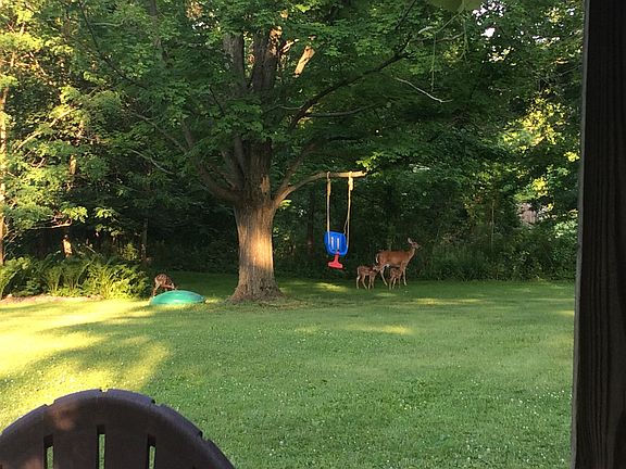 Our family of deers