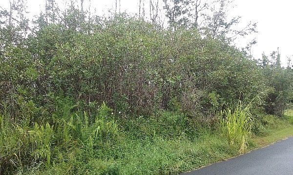 1st image of Laniuma St Lot 51