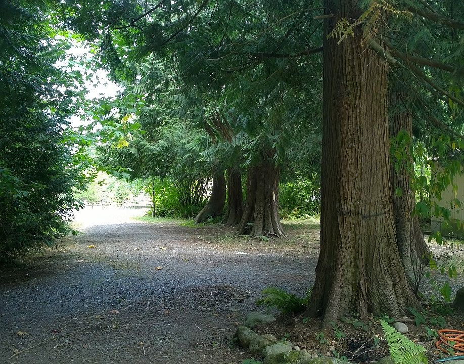 Enchanting Giant Cedar Trees