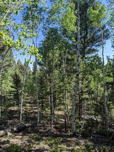 230 Pinon Lake Dr, Divide, CO, 80814