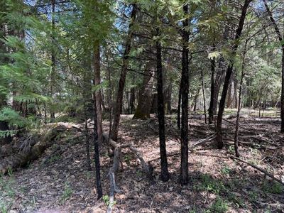 Timberland, Foresthill, CA, 95631