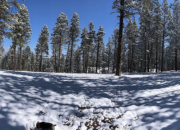 Partially cleared land 