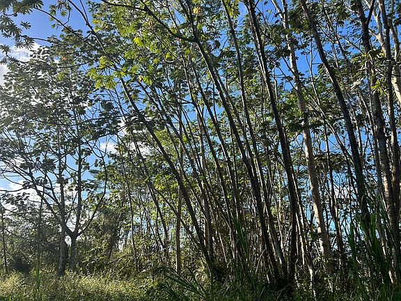 4th image of Lehua Rd Lot 433