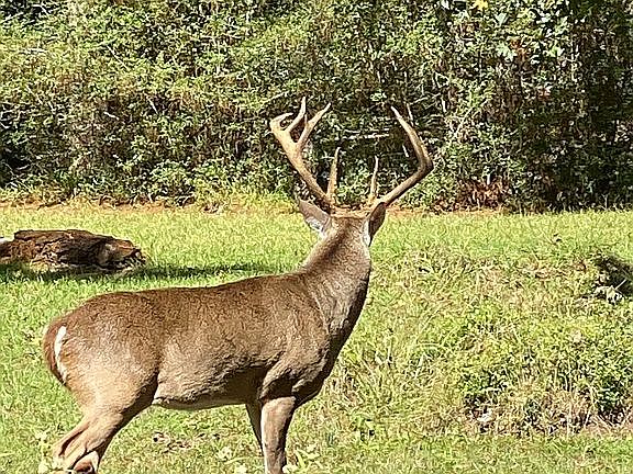 2nd image of 0 Deer Run St