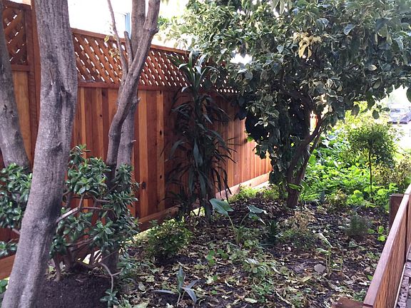 Side yard fruit trees