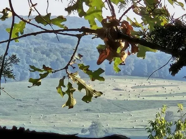 Madison #7875-18, Wesley, AR 72773