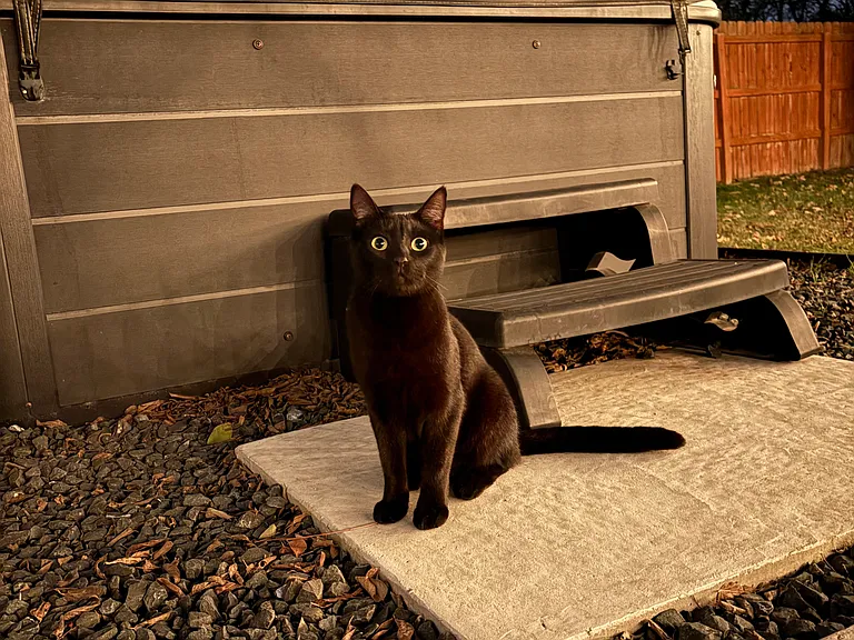 A neighborhood kitty