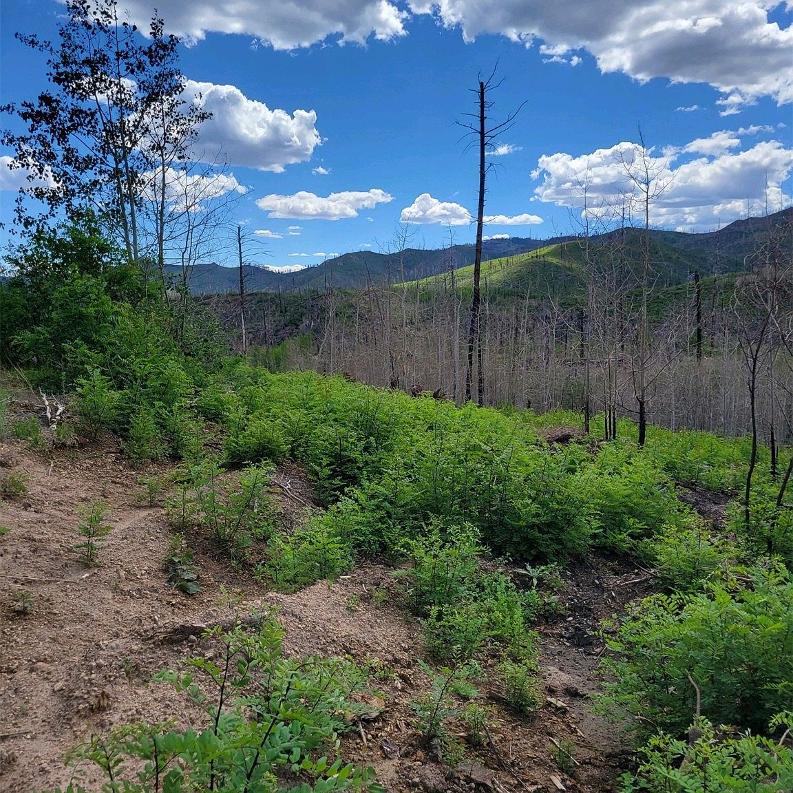 14 Wapiti Way, Jemez Springs, NM 87025 MLS 202232310 Zillow
