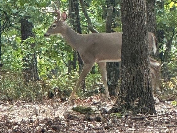 2nd image of County Road 205