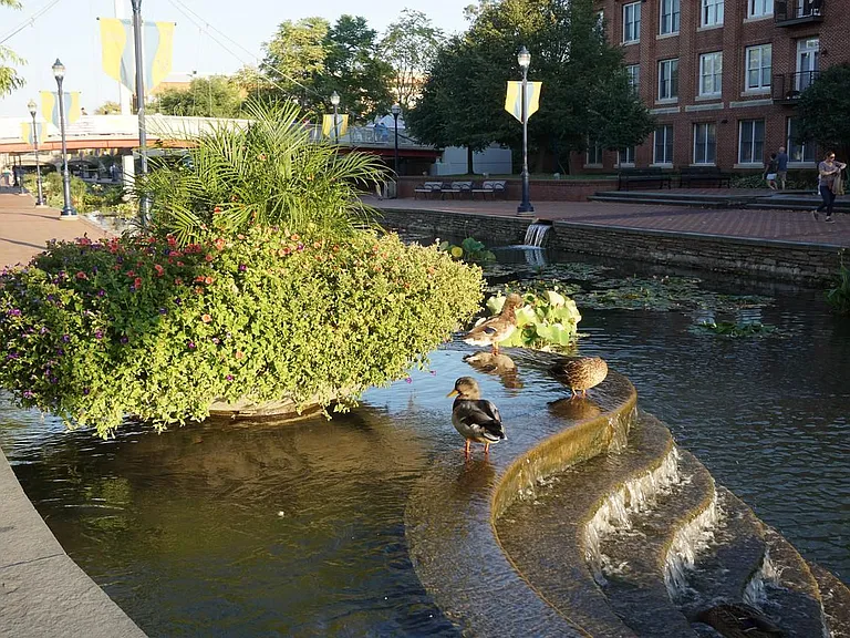 Carroll Creek, just a few steps away.