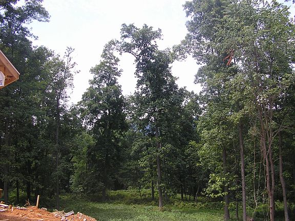 Wooded Lot