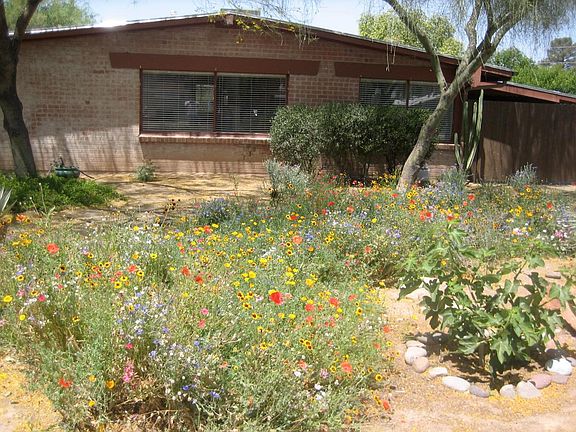Front Yard in Spring!