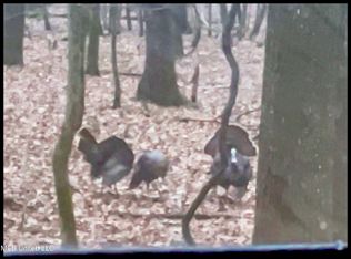 Howard St, Marks, MS 38646