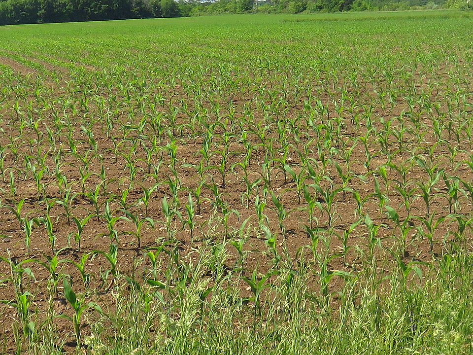 2nd image of 0 W. Zeller Rd. 1