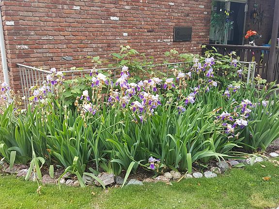 Garden Bed by 57 Congers Balconies Unit A & B in springtime.