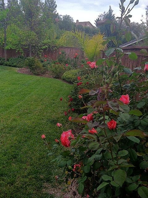 2nd image of 40576 Angelica Dr