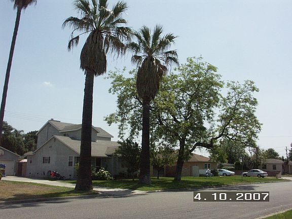 Palm Trees/Front Yard