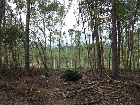 3rd image of 0 Bridlewood Lane